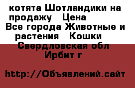 котята Шотландики на продажу › Цена ­ 5 000 - Все города Животные и растения » Кошки   . Свердловская обл.,Ирбит г.
